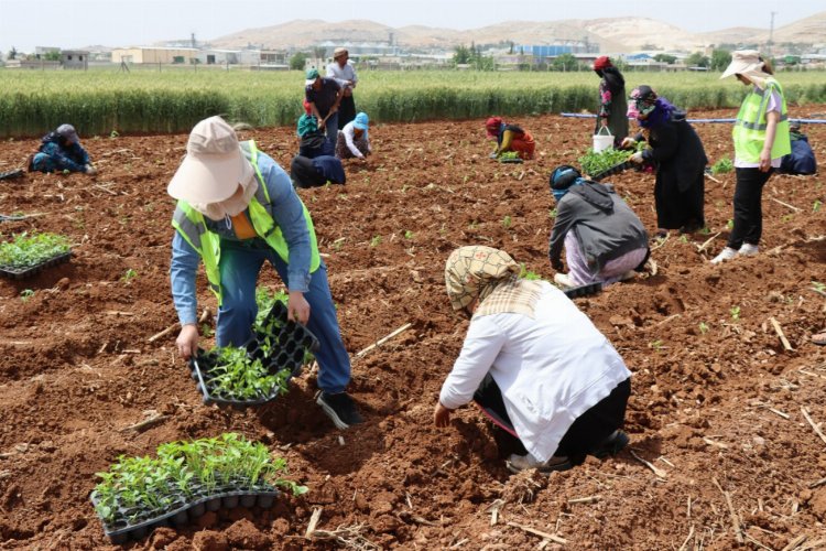 200 bin isot fidesi toprakla buluştu