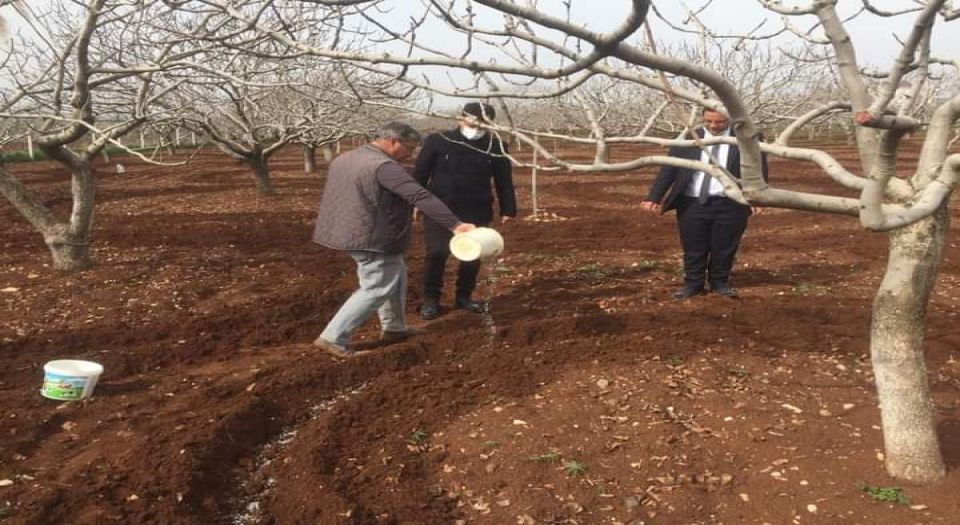 Antep Fıstığı'nda taban gübrelemesi zamanı