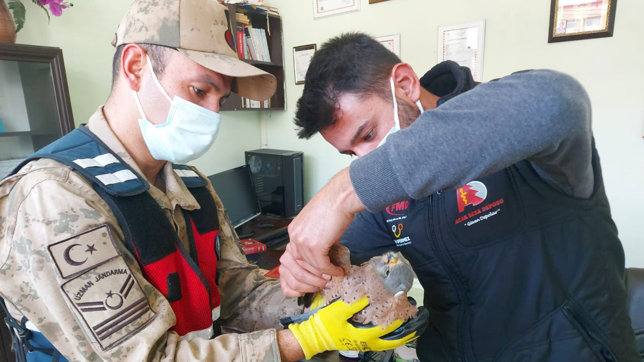 Adıyaman'da yaralı yavru şahine Jandarma koruması