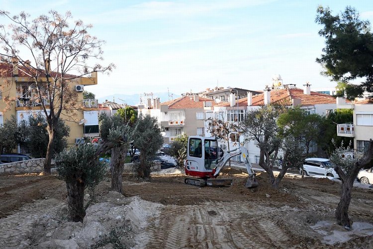 Aydın Kuşadası'nda asırlık zeytin ağacı kurtarıldı