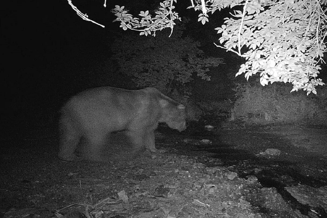 Bilecik’te fotokapana önce ayı sonra domuz sürüsü yakalandı