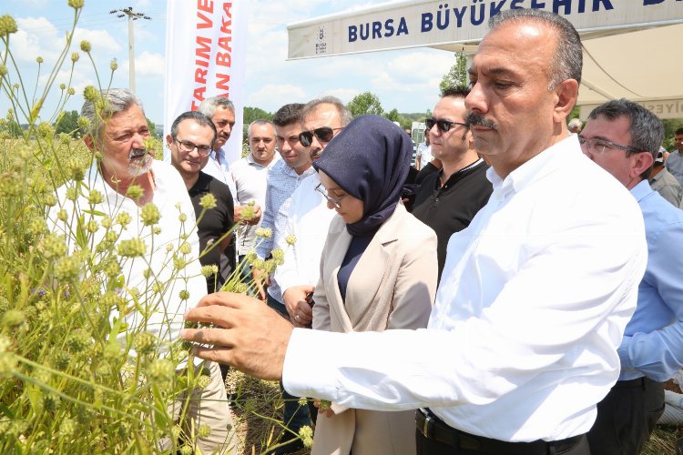 Bursa Harmancık'ta pelemir hasadı