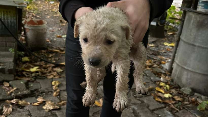 Dereye düşen yavru köpeği İtfaiye kurtardı