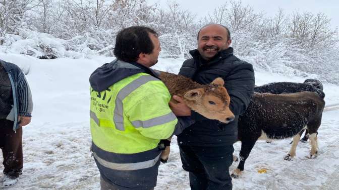 Donmak üzere olan buzağıyı otomobiline alarak kurtardı