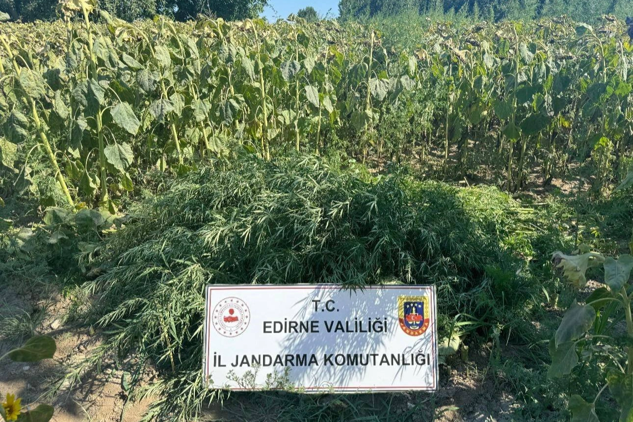 Edirne'de 27 bin kök kenevir imha edildi