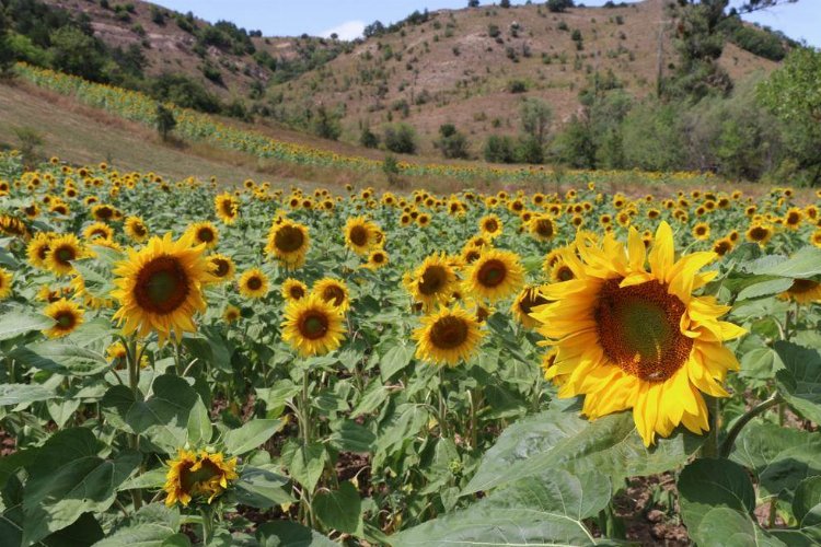 Fındık diyarı Ordu'da ayçiçeği üretiliyor