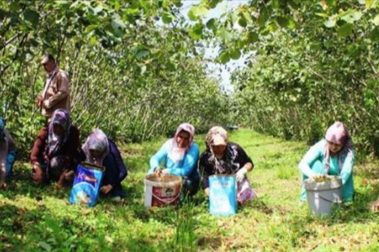 Fındık toplama yevmiyesi belli oldu