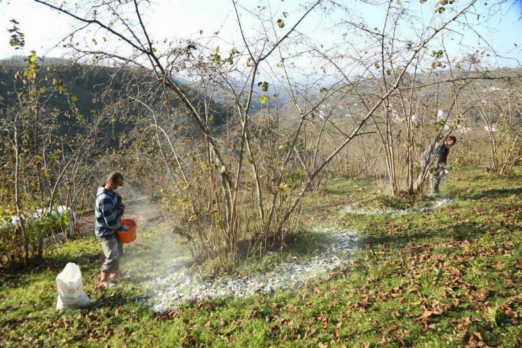 Fındık üreticisi Fınver Projesi sevdi