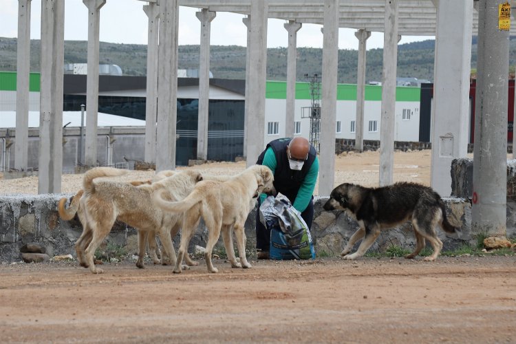 Gaziantep sokak hayvanlarını besliyor