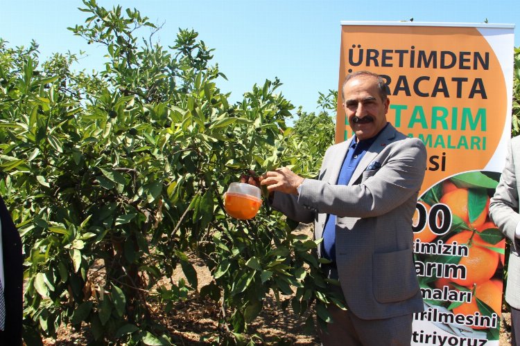 Gümüldür mandalinasına 'tuzak'lı koruma