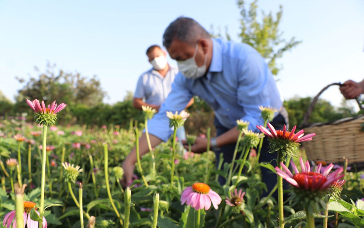 İzmir Seferihisar’da hibe ekinezyalarda hasat zamanı