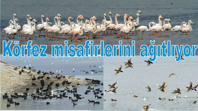 İzmit Körfezi, flamingolar ve binlerce su kuşunu ağırlıyor