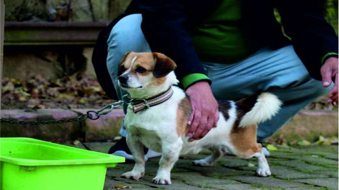 Kalp masajıyla köpeği hayata döndürdü