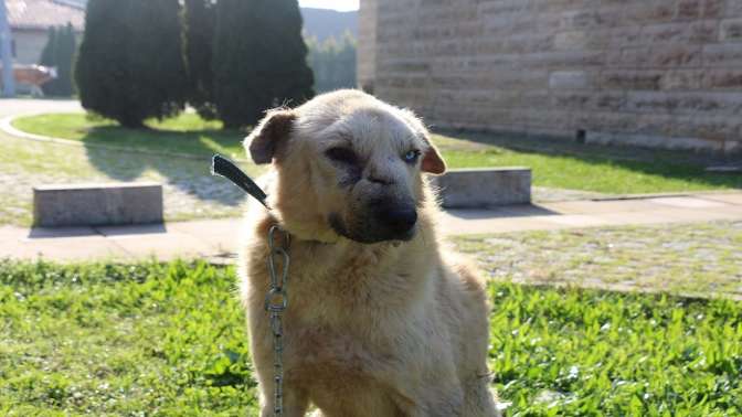 Kansere yakalanan köpek Zerdali tedavi ediliyor