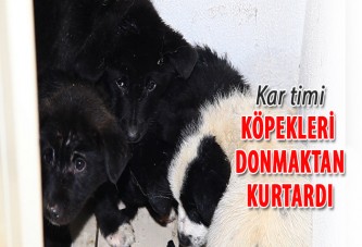 Kar timi, köpekleri donmaktan kurtardı