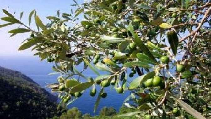 Karamürsel Belediyesinden Zeytin Ağacı Duyarlılığı