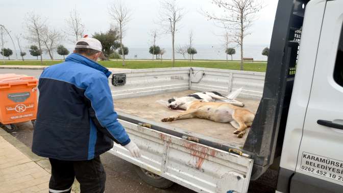 Karamürselde 3 köpek ölü olarak bulundu