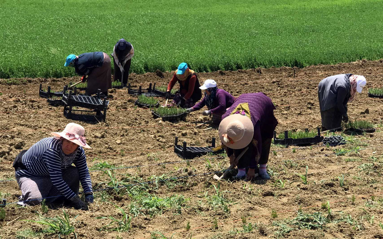 Kocaeli’de 2,5 milyon biberiye fidesi toprakla buluştu