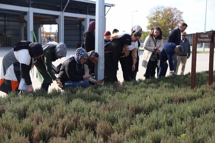 Kocaeli'de aromatik bitki kurslarına ilgi arttı