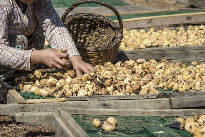 Kuru incir uzak pazarlara yelken açtı... İlk gemi 25 Eylül'de