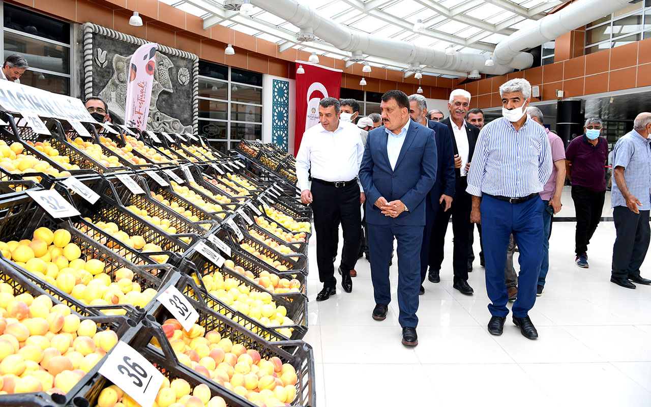 Malatya’nın en iyi kayısıları belirlendi