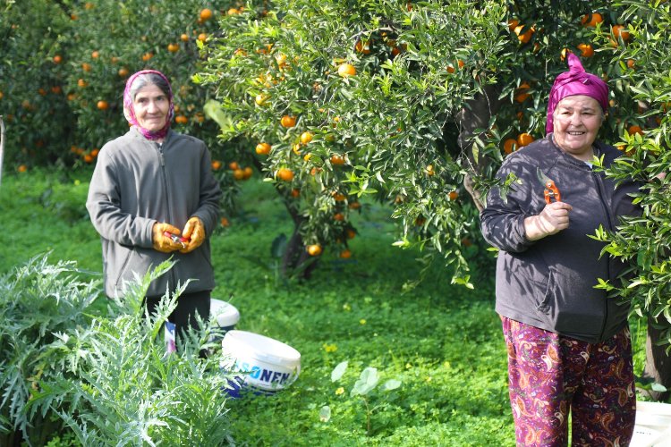 Mandalin hasadında imece ruhu canlandı