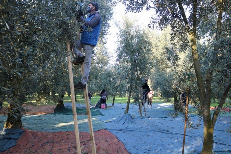 Marmarabirlik'ten zeytin üreticisine ikinci ödeme