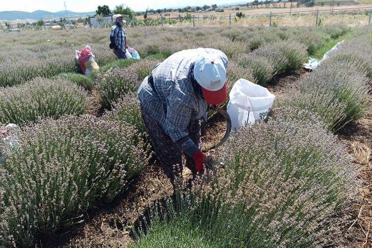 Siğilli Lavanta Bahçesi’nde 4.hasat dönemi başladı