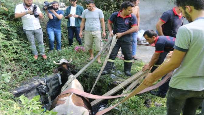 Su kanalına düşen inek kurtarıldı