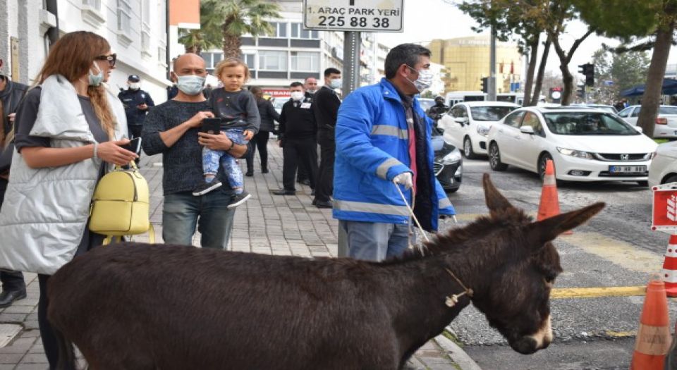 Aydın'da sıpa trafiği karıştırdı!