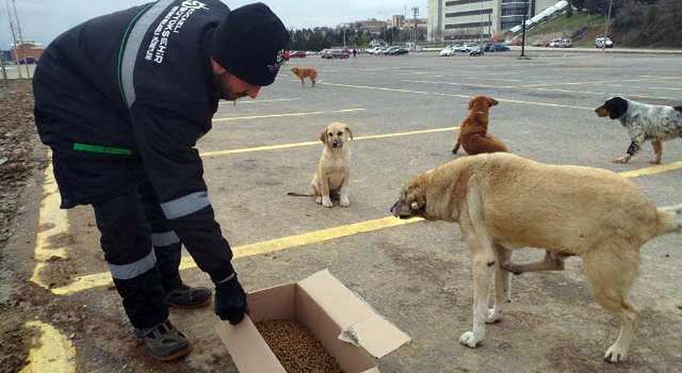 Kocaeli'de sokak hayvanlarına kilo kilo kuru mama