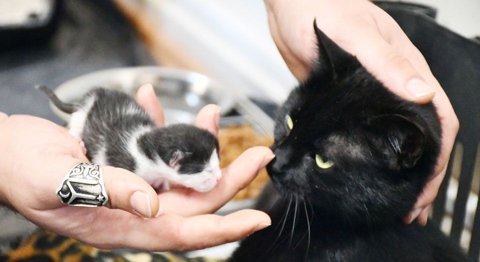 Bursa İznik'te gebe kedi yavrusuyla hayata döndü