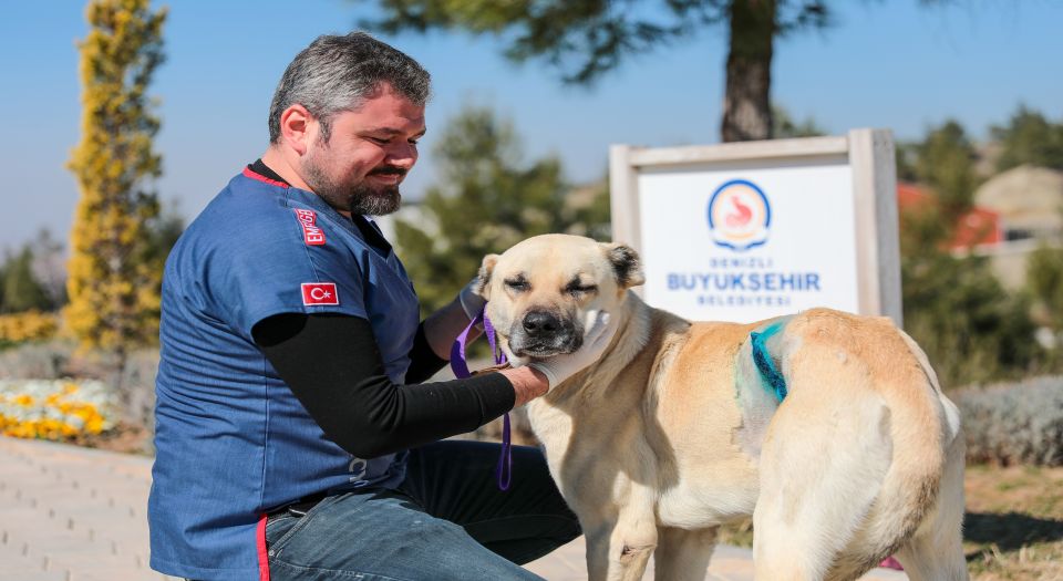 Denizli'de köpeğin vücudundaki tümör ameliyatla alındı