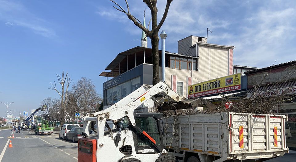 Sakarya'da ağaçlar budanıyor