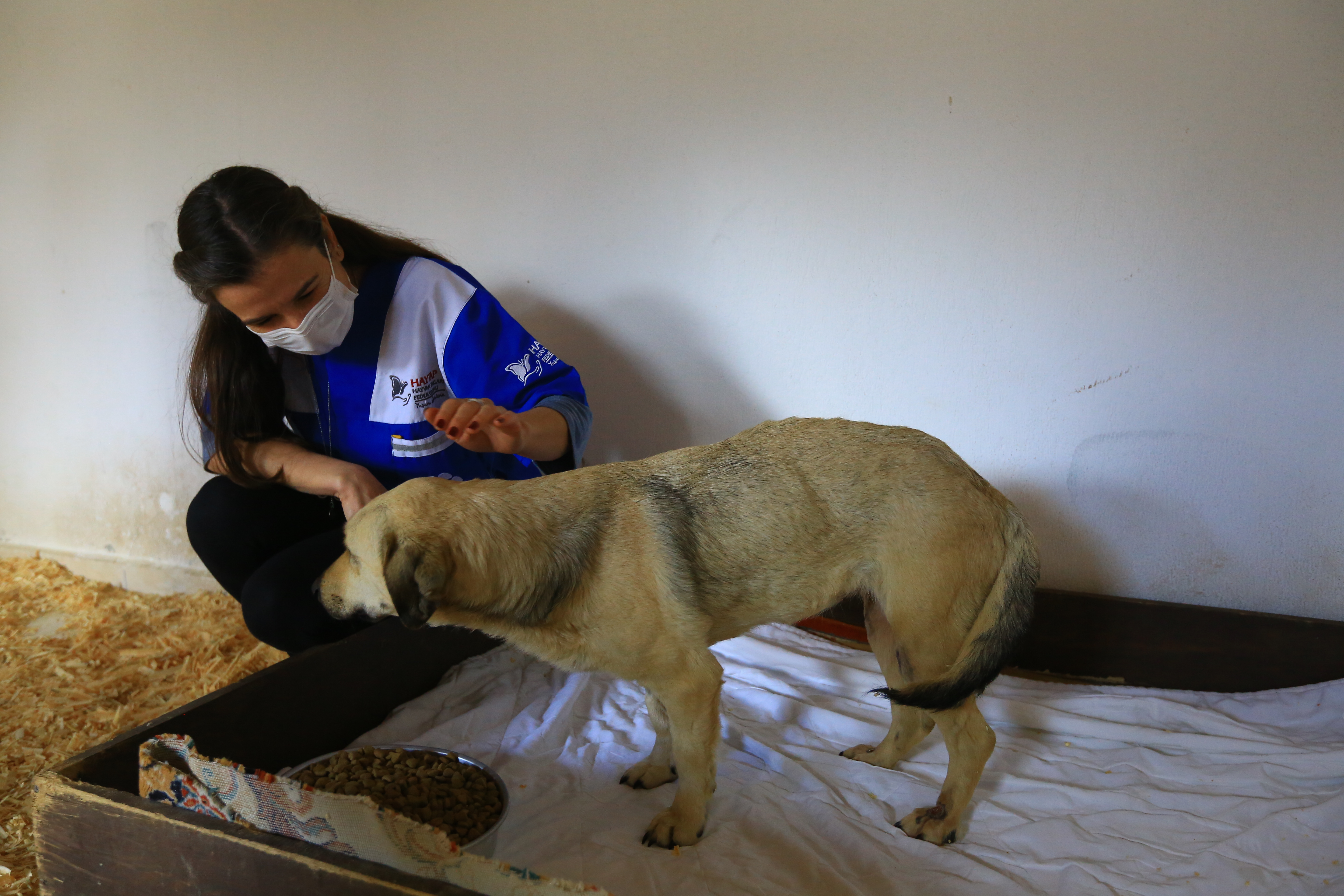 Muğla veterinerleri 'Öznur'a hayat verdi