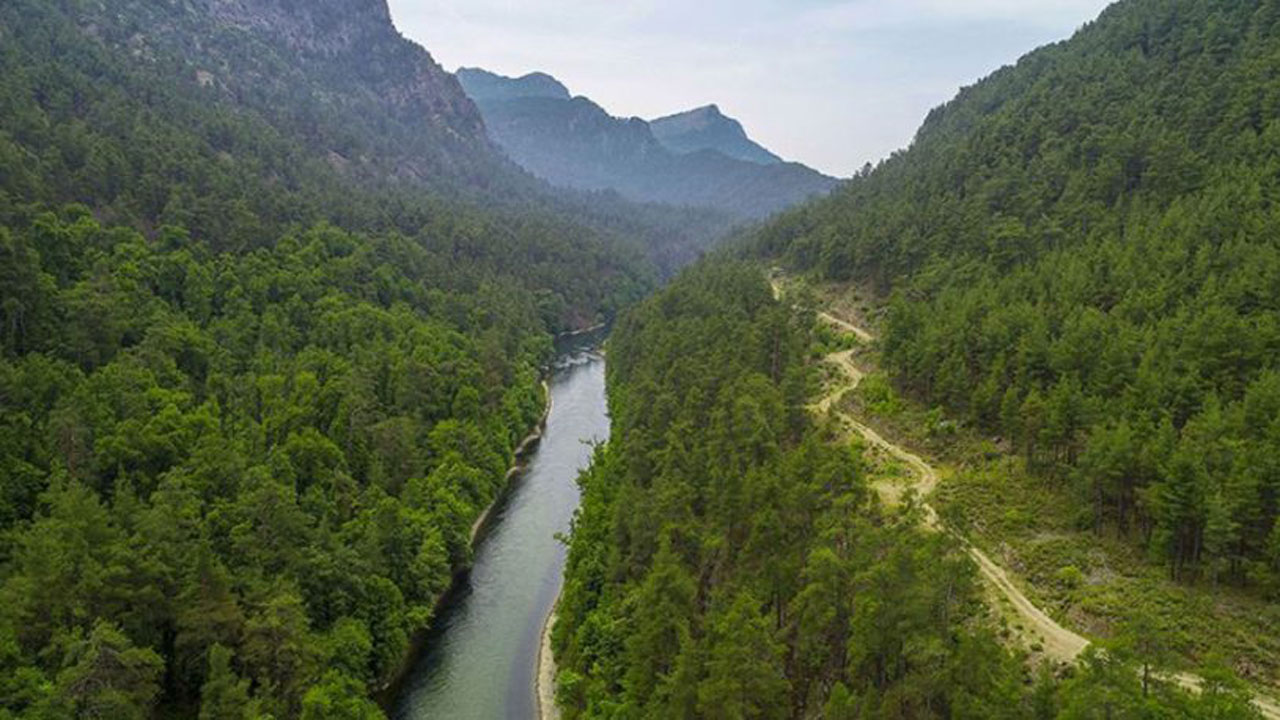 Muğla Sığla Ormanları'nın korunacak alanları yeniden belirlendi