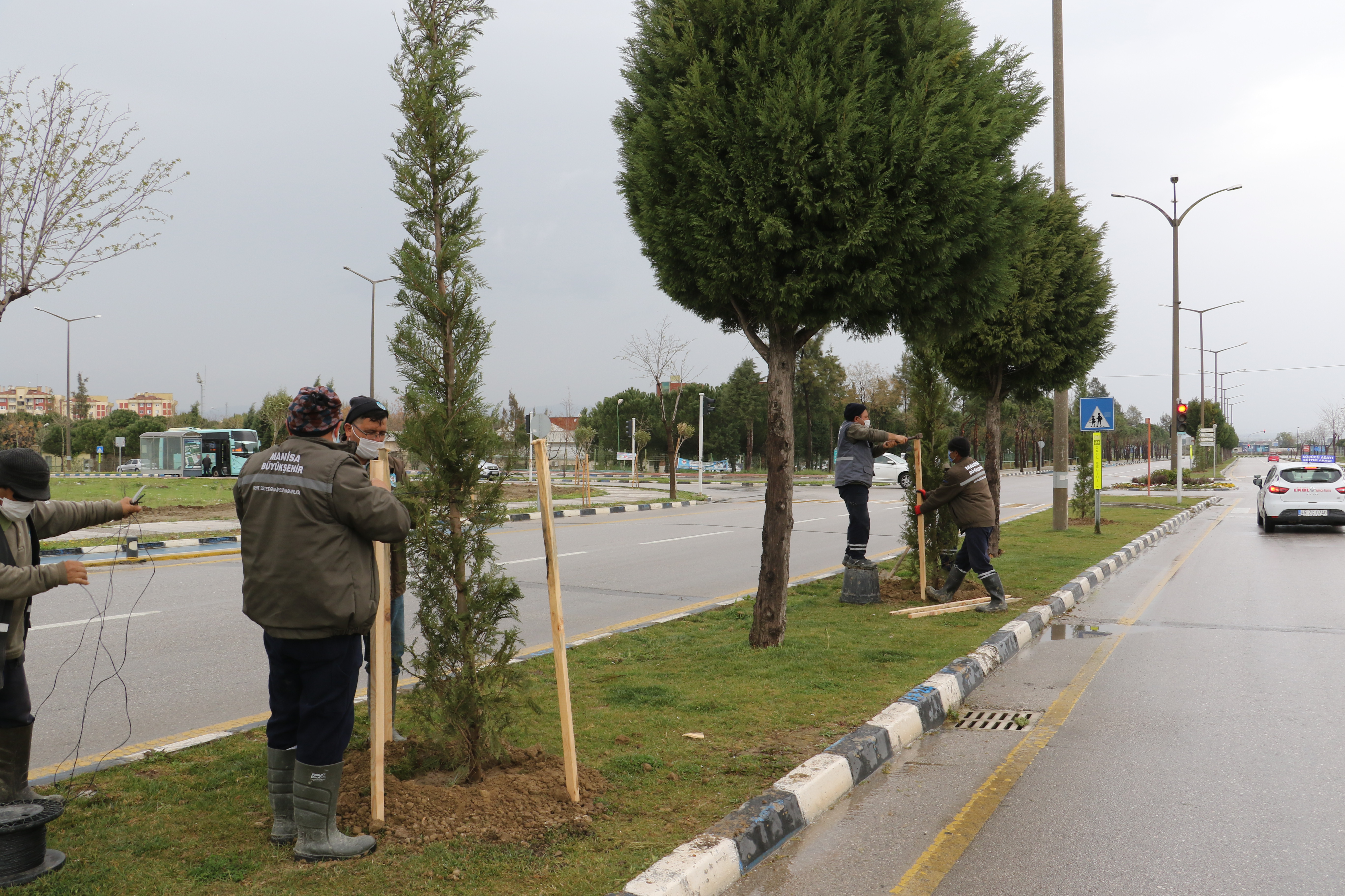 Manisa'da zarar gören ağaçlar yenileniyor