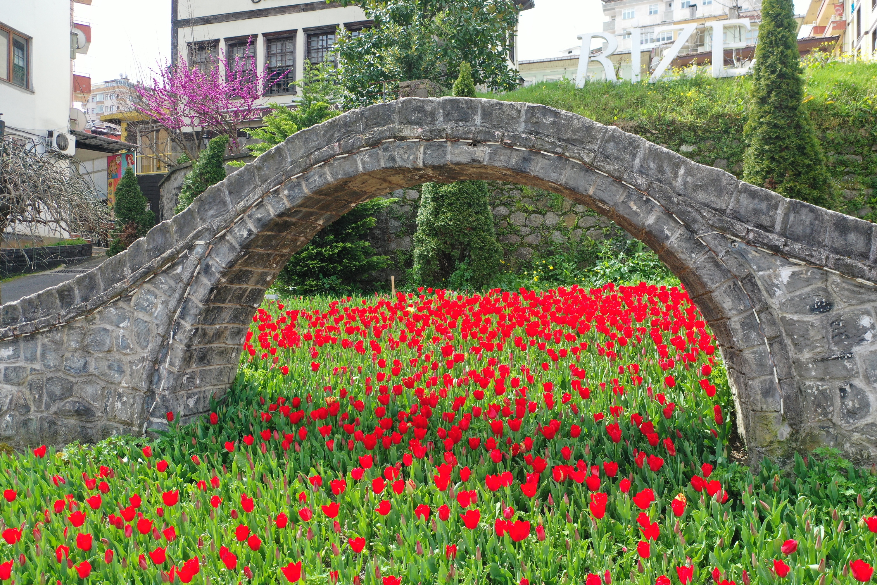 50 bin lale Rize'yi süsledi