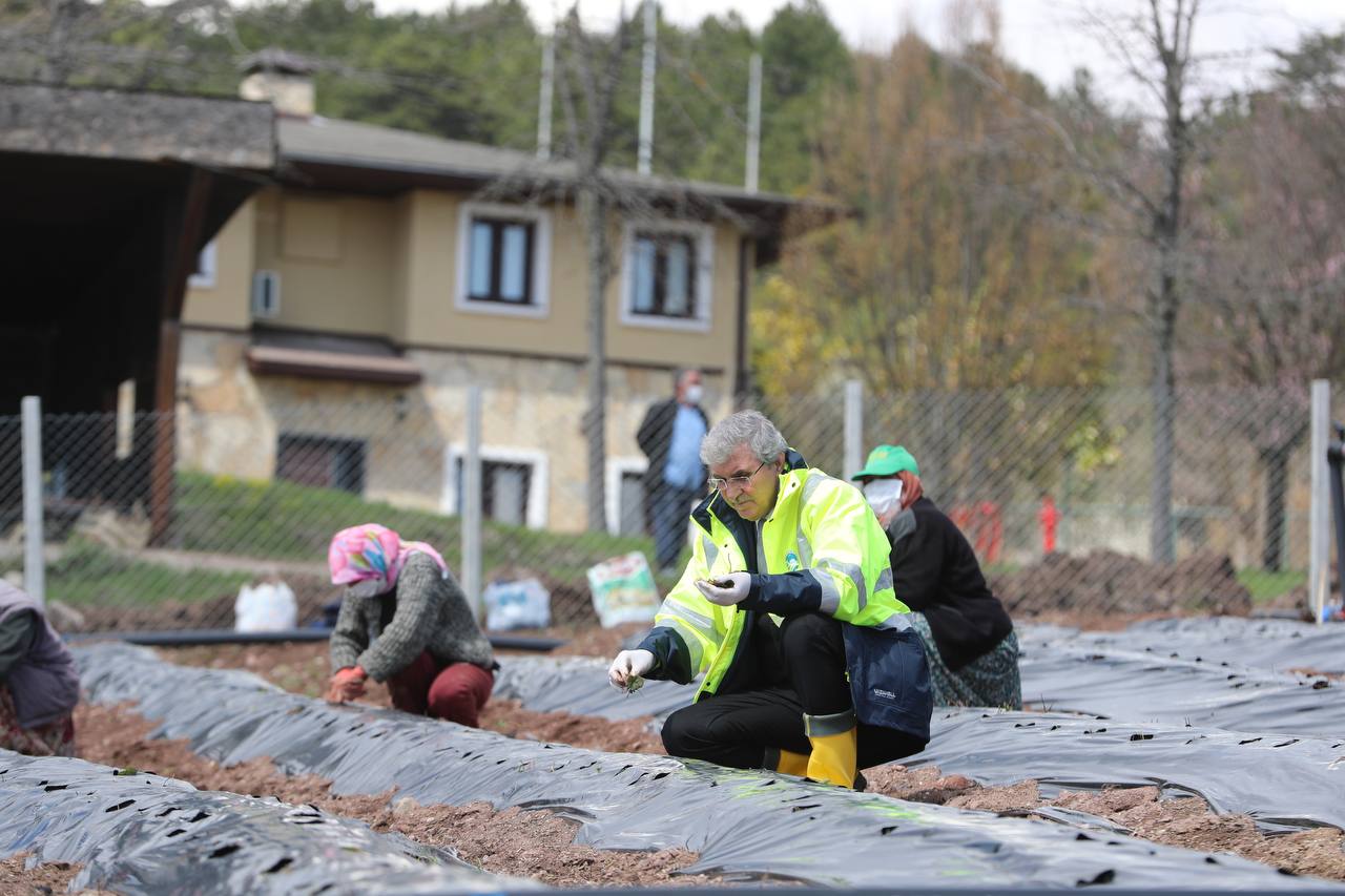 Sakarya, çilek üretim alanı ile istihdam yaratıyor