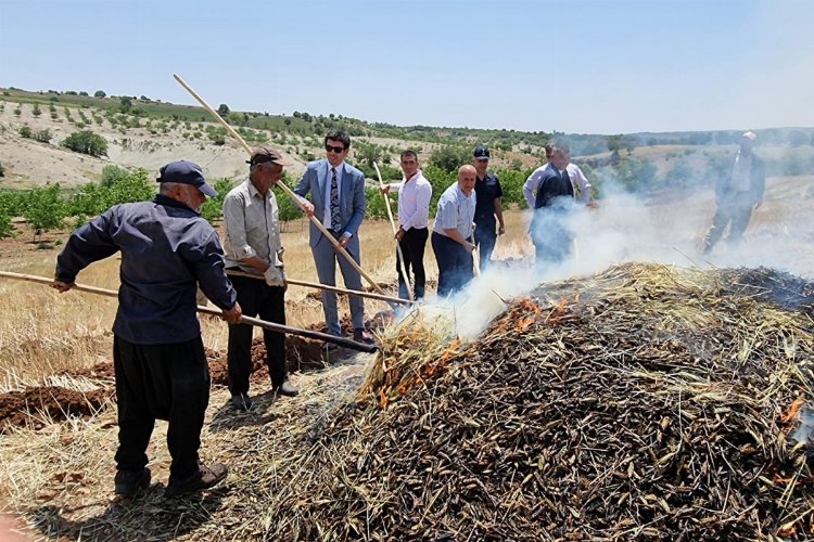 Adıyaman Belören'de firik hasadı başladı