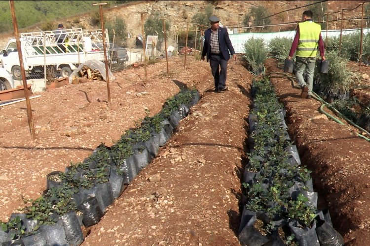 Akdenizli çiftçilerin umudu keçi boynuzu