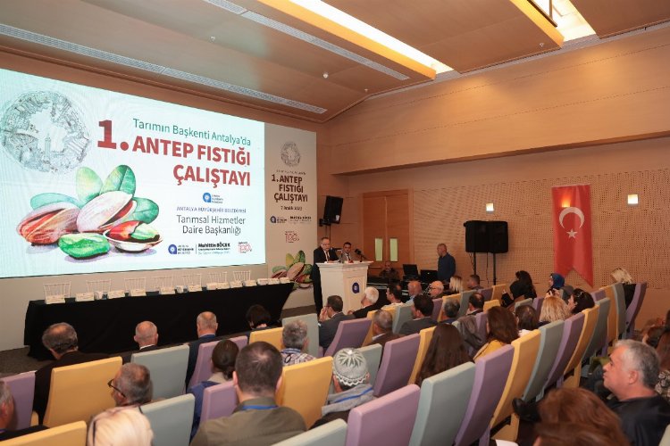 Antalya Antep fıstığına dönüyor