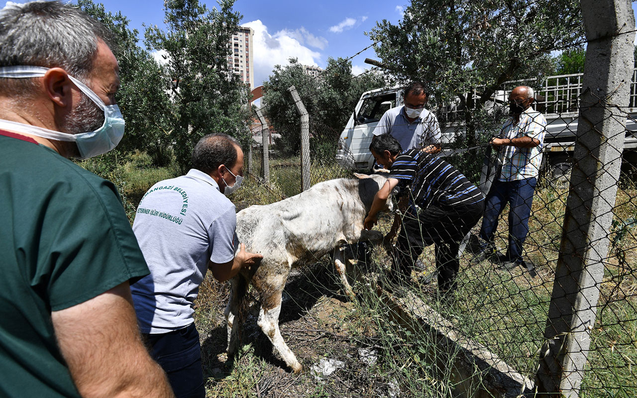 Bursa’da kaçan boğaları Osmangazi Timi’nden kaçamadı!