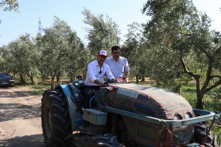 Bursa Gemlik'te zeytin ağaçları suya kavuştu