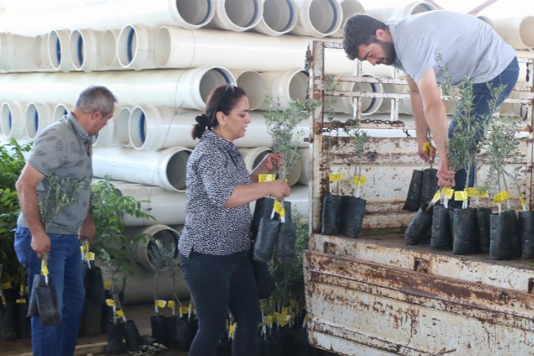 Çiftçilerin fidan sevinci! Taşı taşı bitmedi