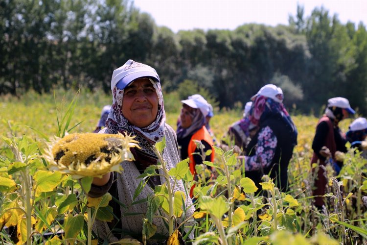 Çorum'da ayçiçeği hasadı sevinci