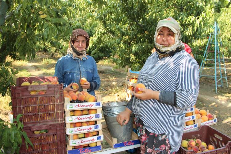 Dalındaki şeftaliyi hasat edip ihtiyaç sahiplerine yolladılar