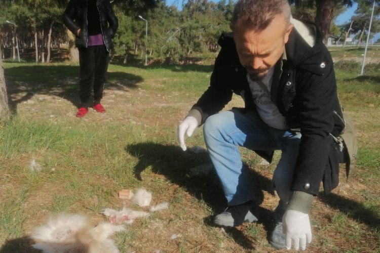 Didim'de köpek vahşeti