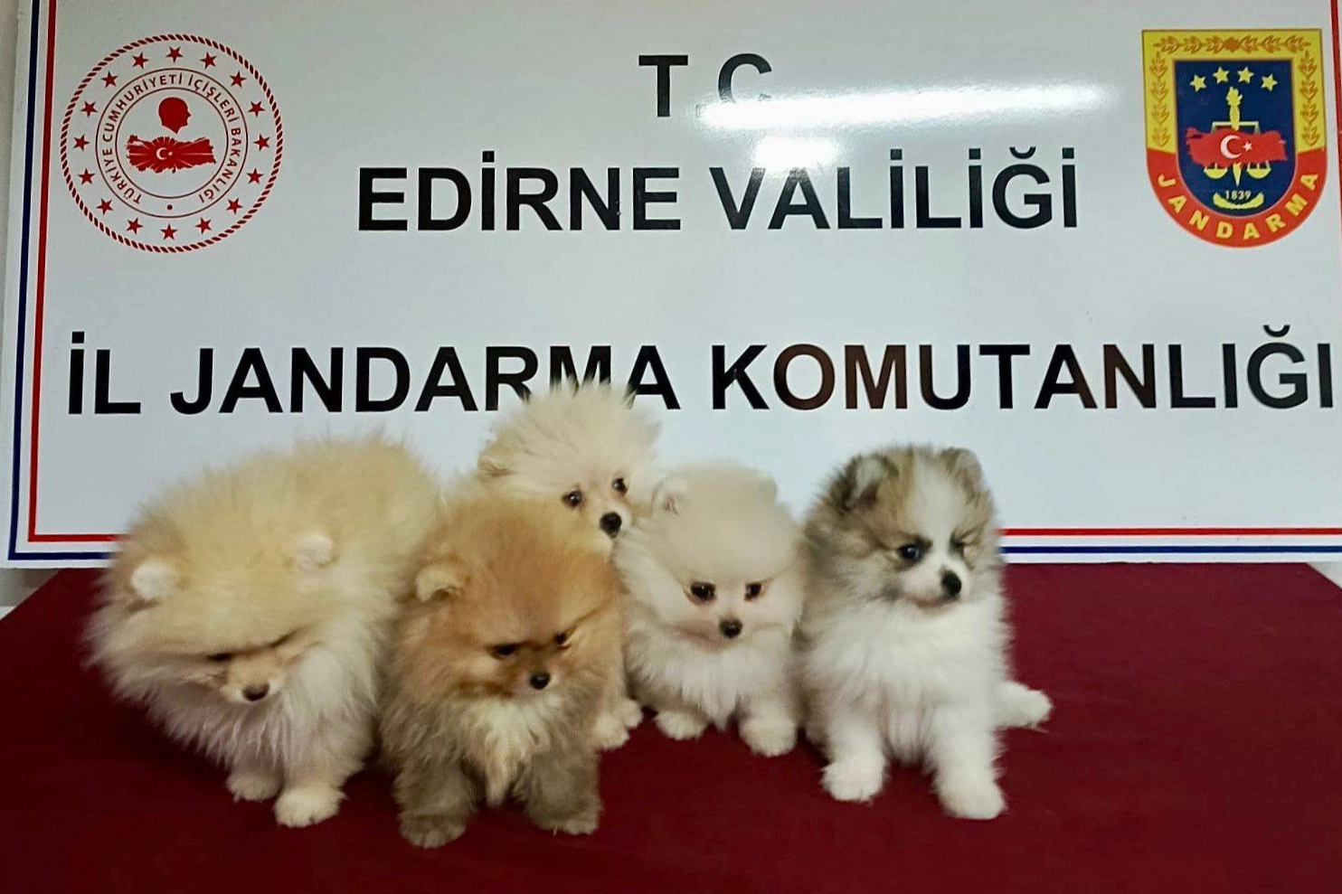 Edirne'de hayvan kaçakçılığı operasyonu... 5 köpek kurtarıldı!