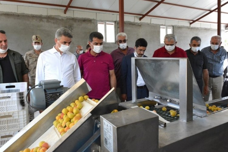 Egeli ihracatçılar kaliteli kuru meyve için çalışıyor